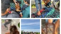 Bayi Orangutan Tanpa Induk