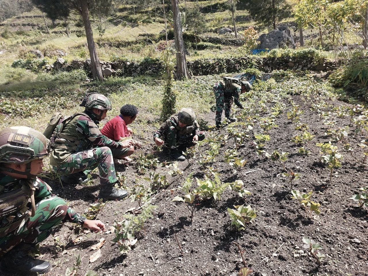 Prajurit Satgas Yonif 521/DY bersama Ibu Sani Siep sedang mencangkul dan menanam bibit di lahan perkebunan Distrik Kurima, Yahukimo. - thewasesanews.com