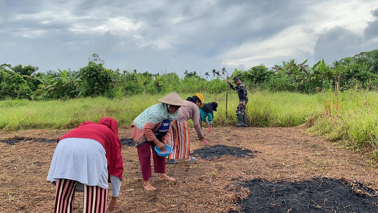 Personil Satgas Yonif 643 Wns bersama masyarakat dan BPP Keerom melakukan penanaman jagung swadaya di Distrik Mannem guna dukung ketahanan pangan. - thewasesanews.com