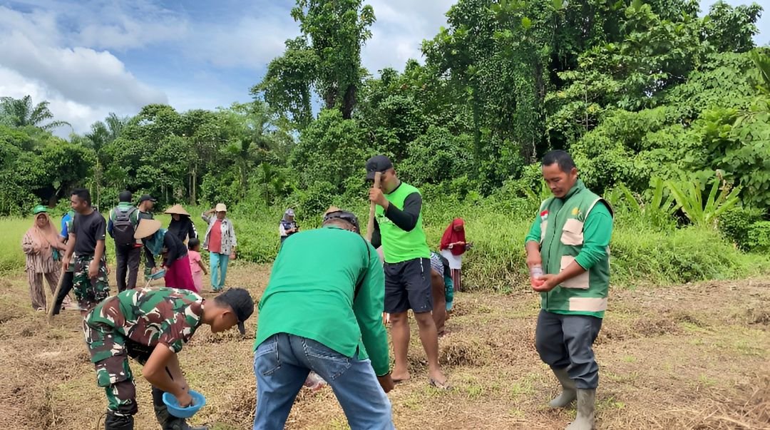Personil Satgas Yonif 643 Wns bersama masyarakat dan BPP Keerom melakukan penanaman jagung swadaya di Distrik Mannem guna dukung ketahanan pangan. - thewasesanews.com