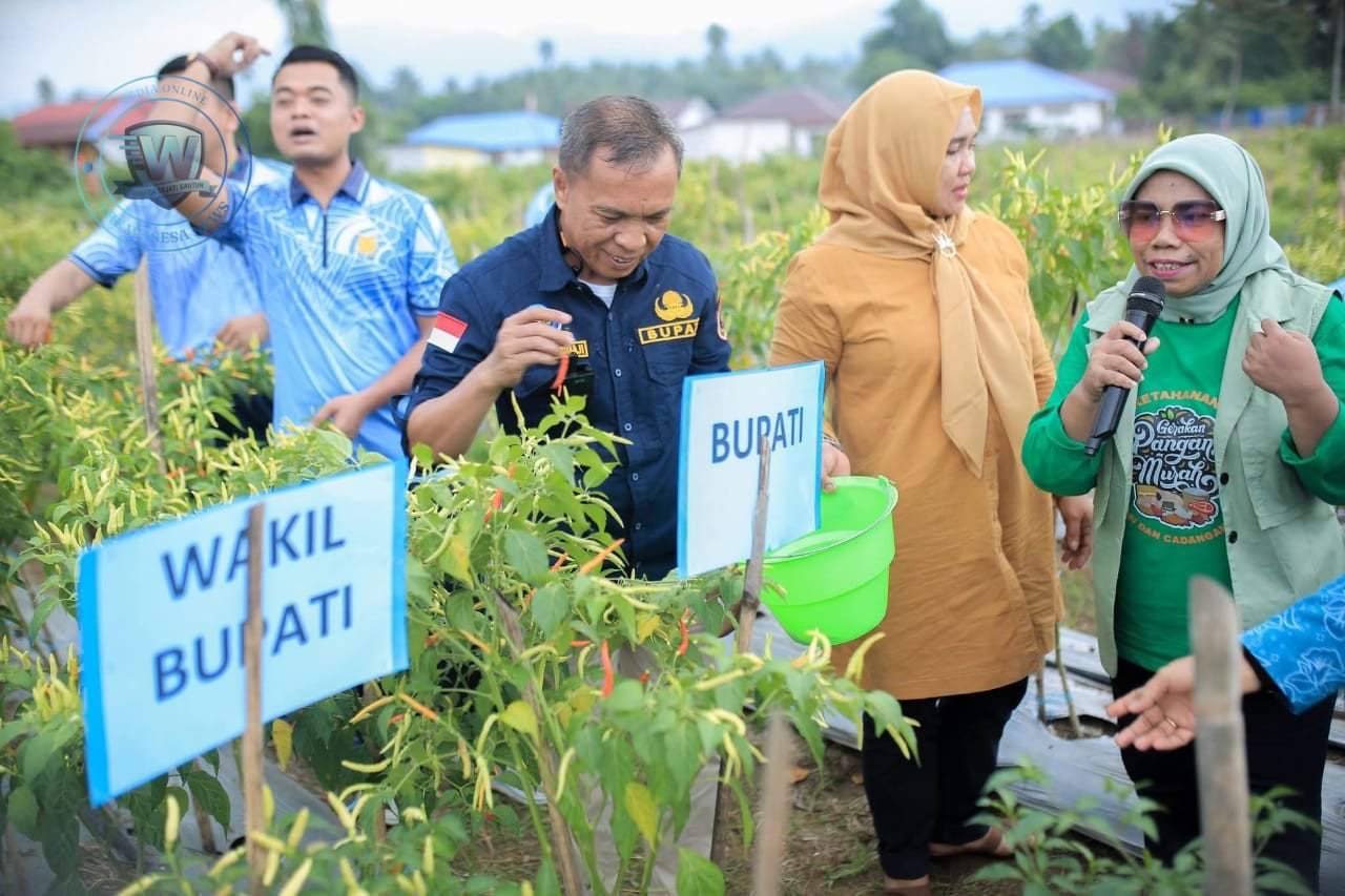 Bupati Ikram Malan Sangadji Panen Cabai Bersama Ibu-Ibu PKK di Weda Utara. - thewasesanews.com