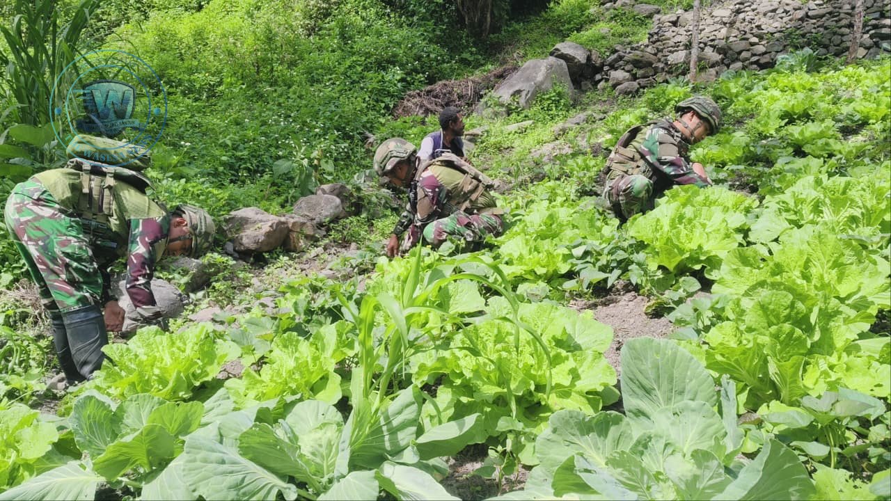 Personel Satgas Yonif 521/DY saat membantu warga Distrik Kurima Yahukimo Papua Pegunungan berkebun guna perkuat ketahanan pangan. - thewasessnews.com