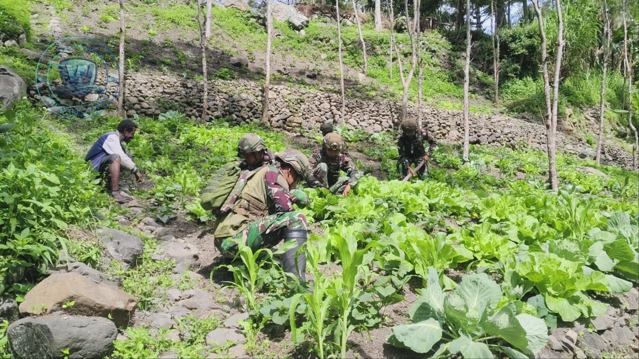 Personel Satgas Yonif 521/DY saat membantu warga Distrik Kurima Yahukimo Papua Pegunungan berkebun guna perkuat ketahanan pangan. - thewasesanews.com