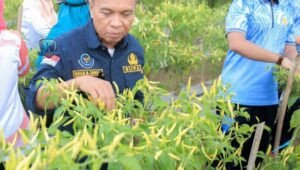 Bupati Ikram Malan Sangadji bersama Wakil Bupati Ahlan Djumadil dan ibu-ibu PKK melakukan panen cabai di Desa Sagea Weda Utara. - thewasesanews.com