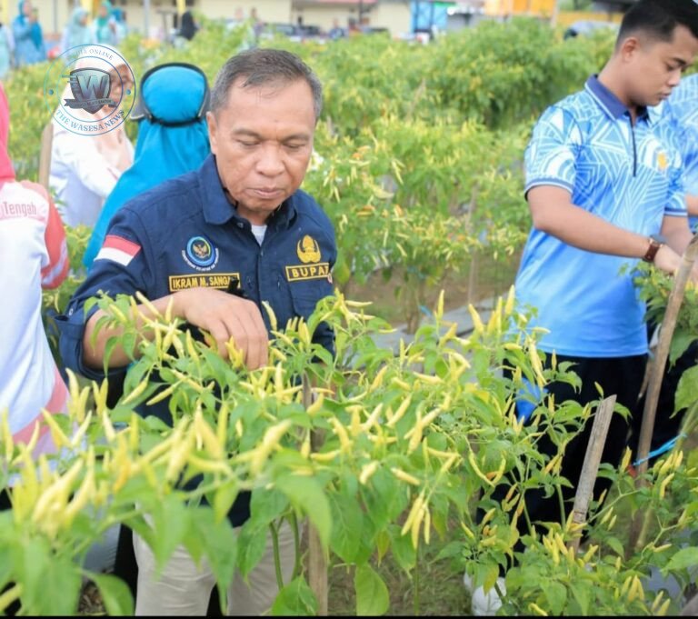 Bupati Ikram Malan Sangadji bersama Wakil Bupati Ahlan Djumadil dan ibu-ibu PKK melakukan panen cabai di Desa Sagea Weda Utara. - thewasesanews.com