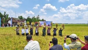 Direktur Utama Perum BULOG Ahmad Rizal Ramdhani bersama petani di Desa Baderan, Ngawi, saat melakukan panen raya padi musim tanam pertama 2026. - thewasesanews.com