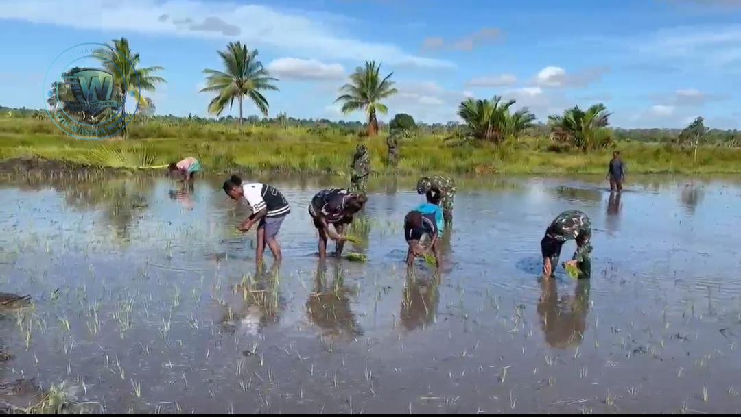 Satgas Yonif 123/Rajawali Tanam Padi Bersama Warga Distrik Kimaam. - thewasesanews.com