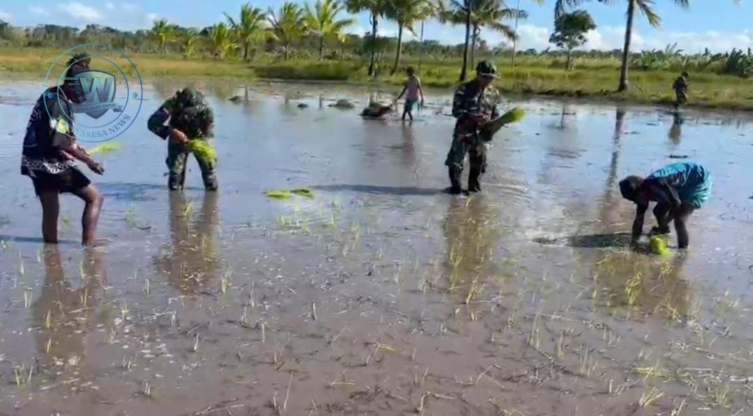Satgas Yonif 123/Rajawali Tanam Padi Bersama Warga Distrik Kimaam. - thewasesanews.com