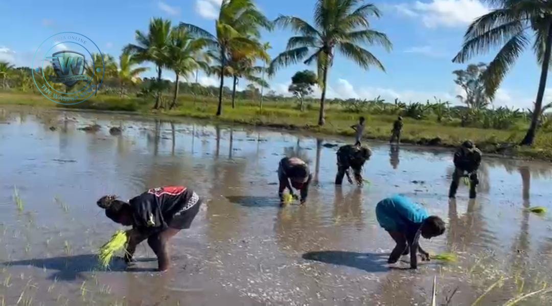 Satgas Yonif 123/Rajawali Tanam Padi Bersama Warga Distrik Kimaam. - thewasesanews.com