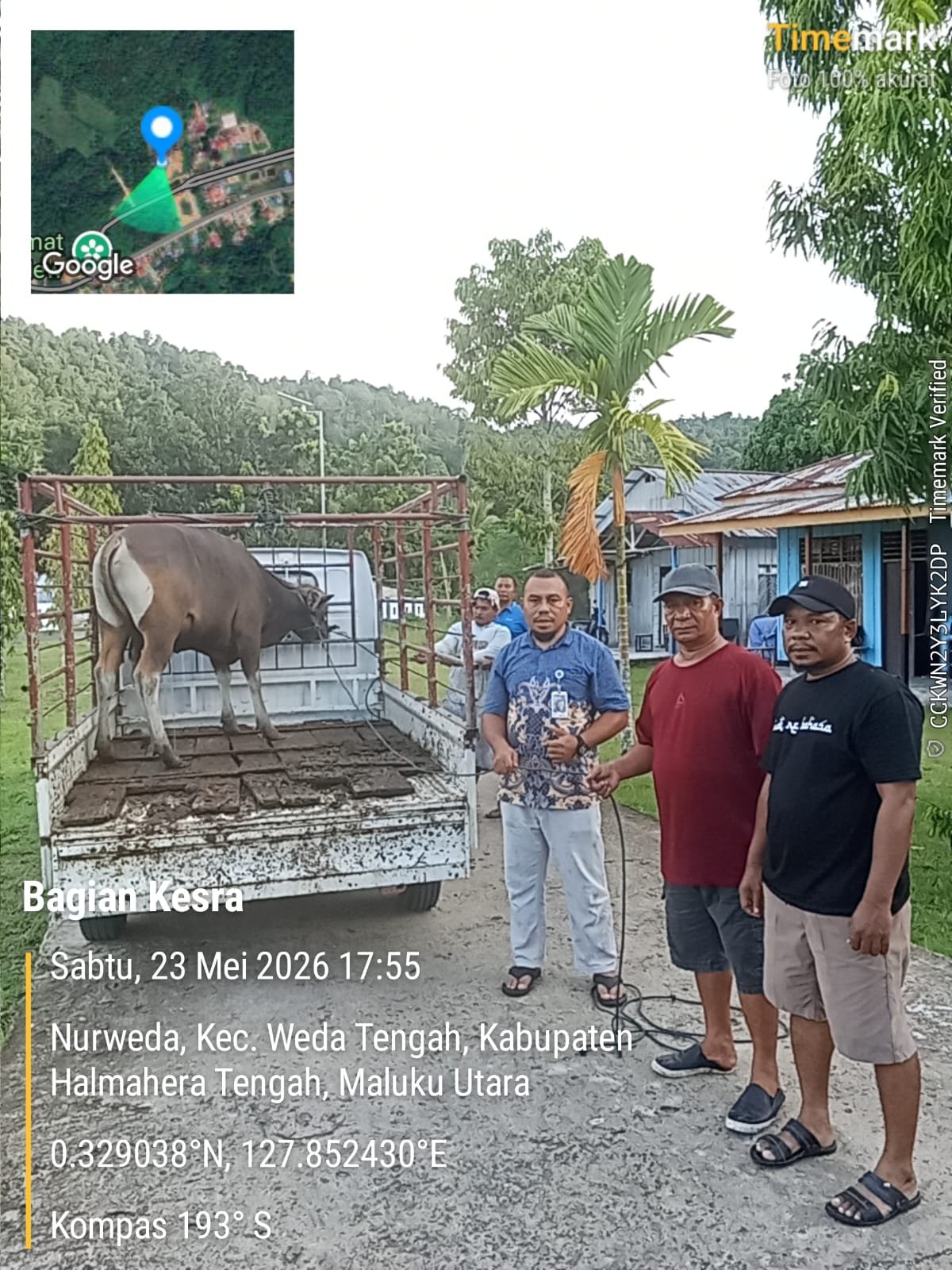 Pemkab Halmahera Tengah Salurkan 49 Sapi Kurban ke Seluruh Desa Muslim. - thewasesanews.com