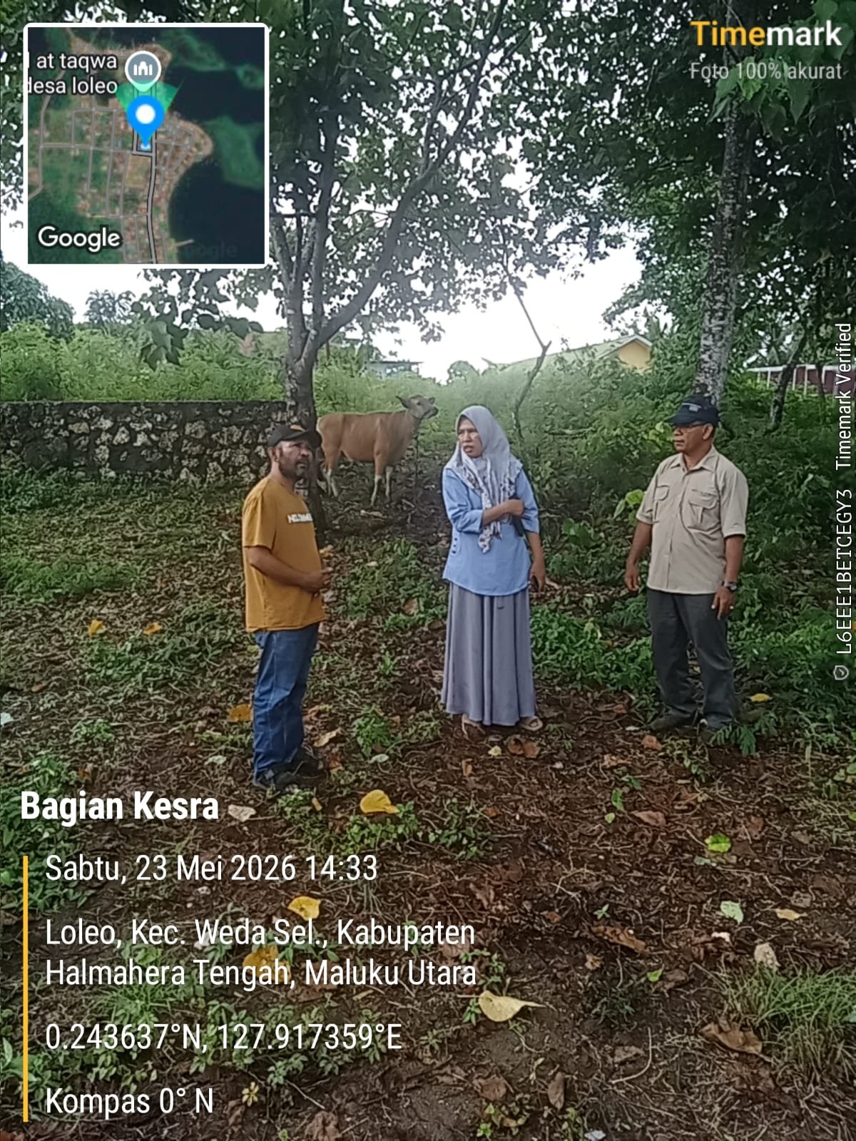 Pemkab Halmahera Tengah Salurkan 49 Sapi Kurban ke Seluruh Desa Muslim. - thewasesanews.com