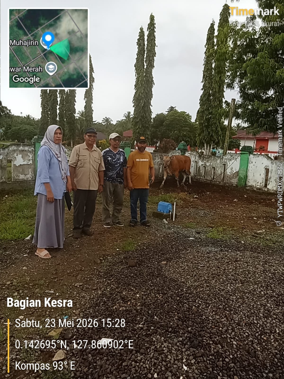 Pemkab Halmahera Tengah Salurkan 49 Sapi Kurban ke Seluruh Desa Muslim. - thewasesanews.com