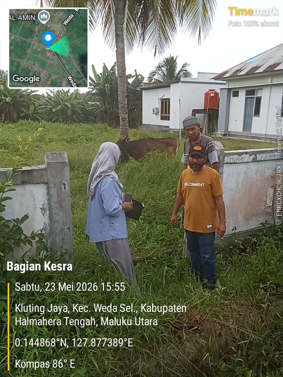 Pemkab Halmahera Tengah Salurkan 49 Sapi Kurban ke Seluruh Desa Muslim. - thewasesanews.com