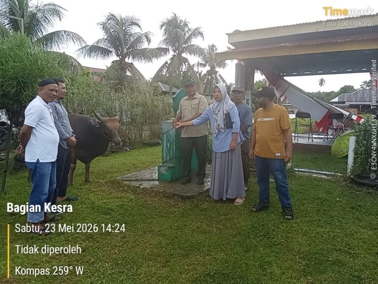 Pemkab Halmahera Tengah Salurkan 49 Sapi Kurban ke Seluruh Desa Muslim. - thewasesanews.com