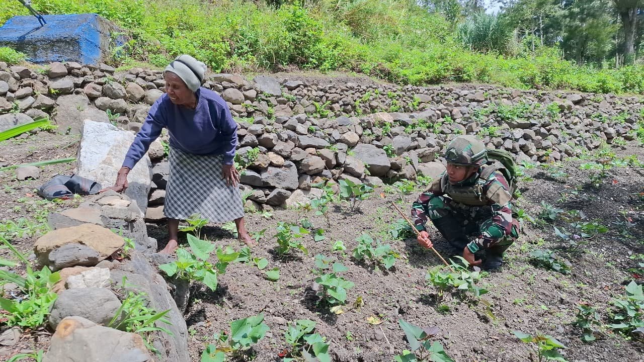 Satgas Yonif 521 Dukung Ketahanan Pangan Pertanian Distrik Kurima. - thewasesanews.com