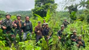 Satgas Yonif 643 Wns Temukan Ladang Ganja di Perbatasan Papua. - thewasesanews.com