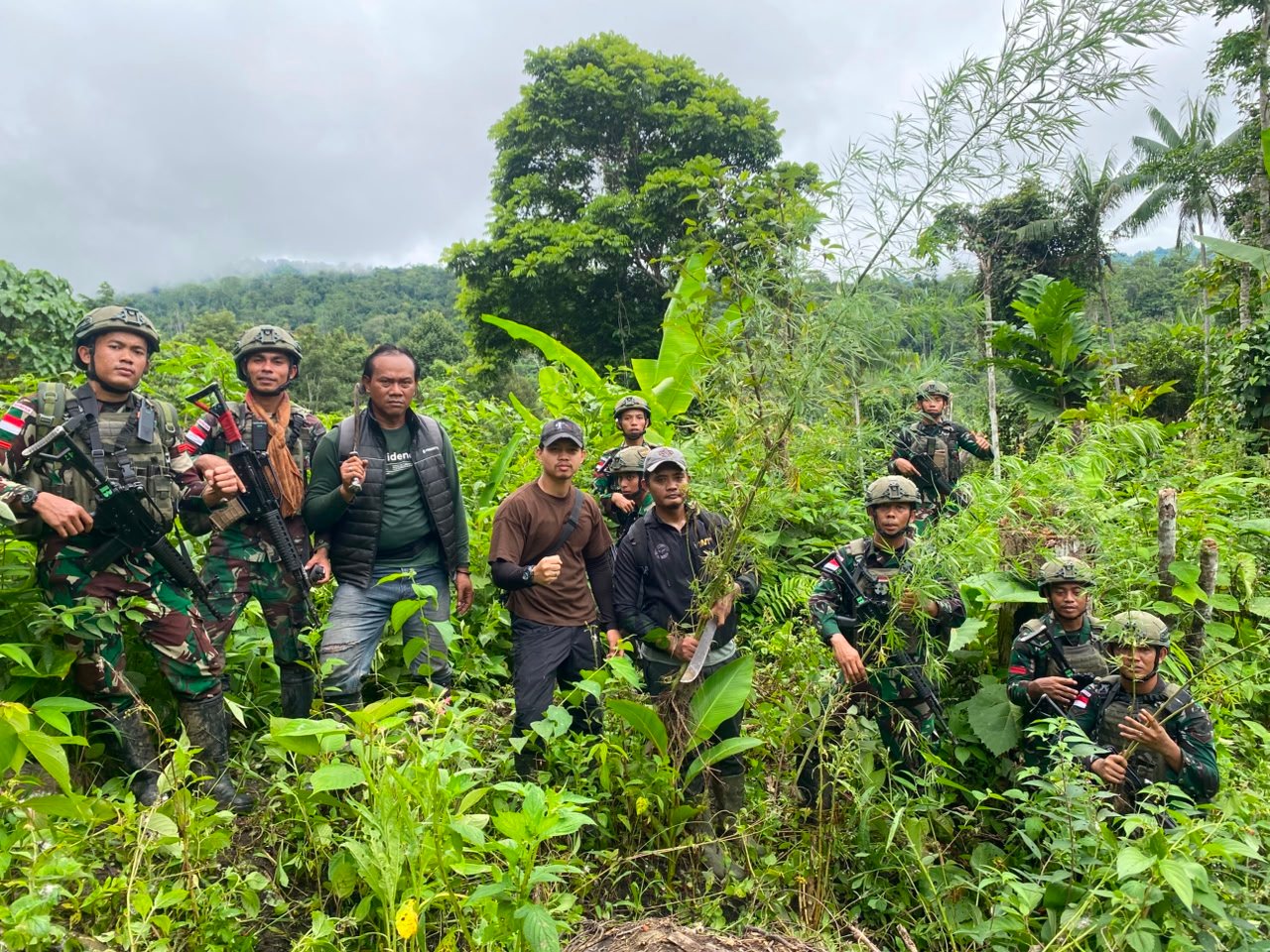 Satgas Yonif 643 Wns Temukan Ladang Ganja di Perbatasan Papua. - thewasesanews.com