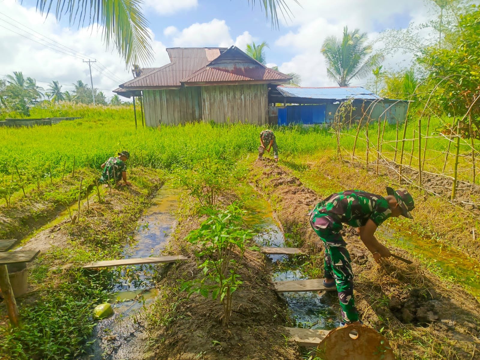 Satgas Yonif 123/Rajawali Perkuat Ketahanan Pangan Warga Papua. - thewasesanews.com