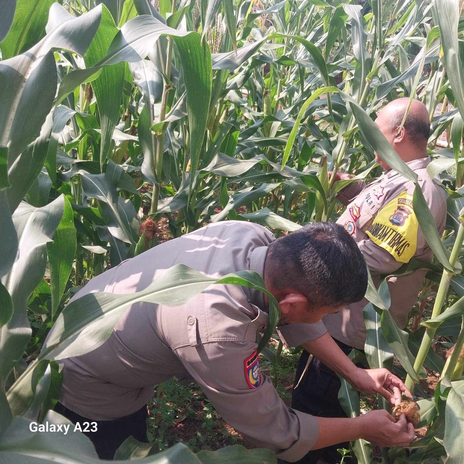 Polsek Cikupa Cek Lahan Jagung Hibrida di Desa Budimulya. - thewasesanews.com