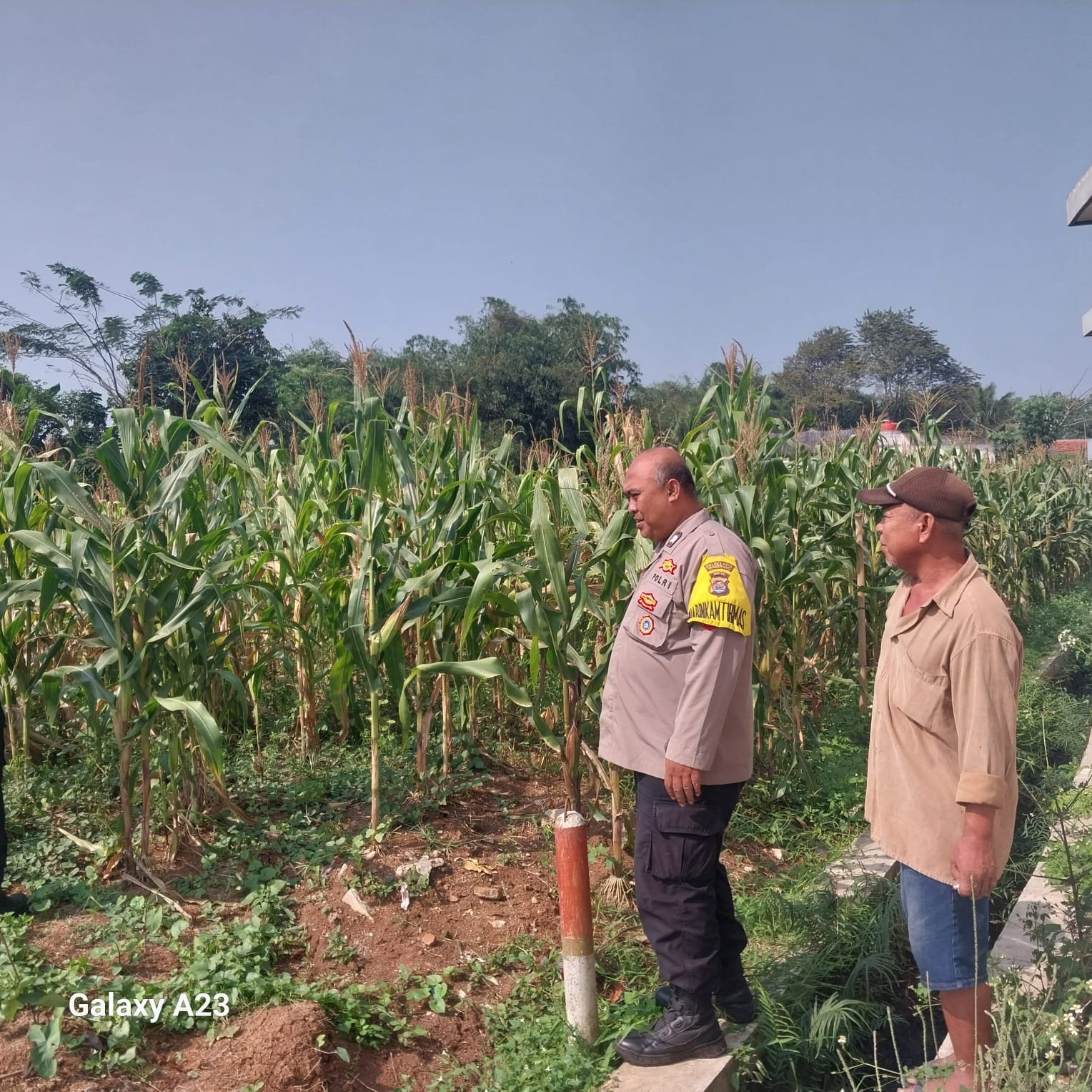 Polsek Cikupa Cek Lahan Jagung Hibrida di Desa Budimulya. - thewasesanews.com
