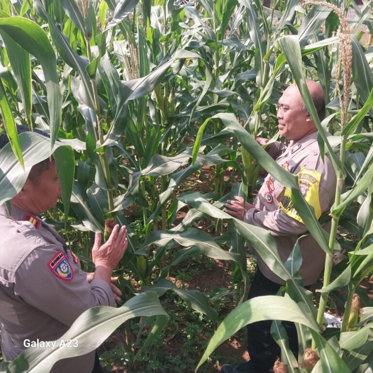 Polsek Cikupa Cek Lahan Jagung Hibrida di Desa Budimulya. - thewasesanews.com