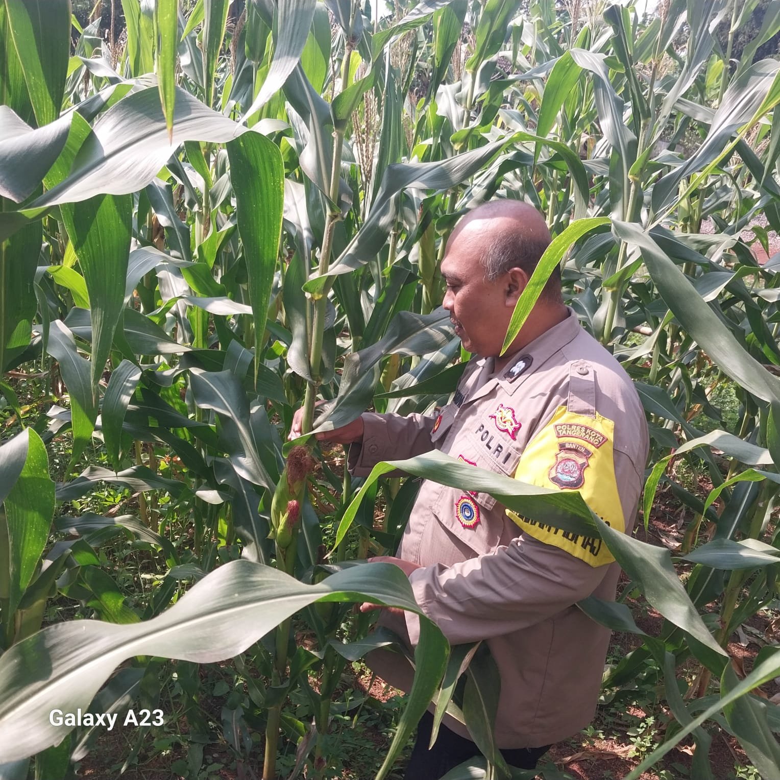 Polsek Cikupa Cek Lahan Jagung Hibrida di Desa Budimulya. - thewasesanews.com
