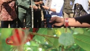 Bupati Ikram Malan Sangadji Lepasliarkan Burung Nuri Ternate di Weda. - thewasesanews.com