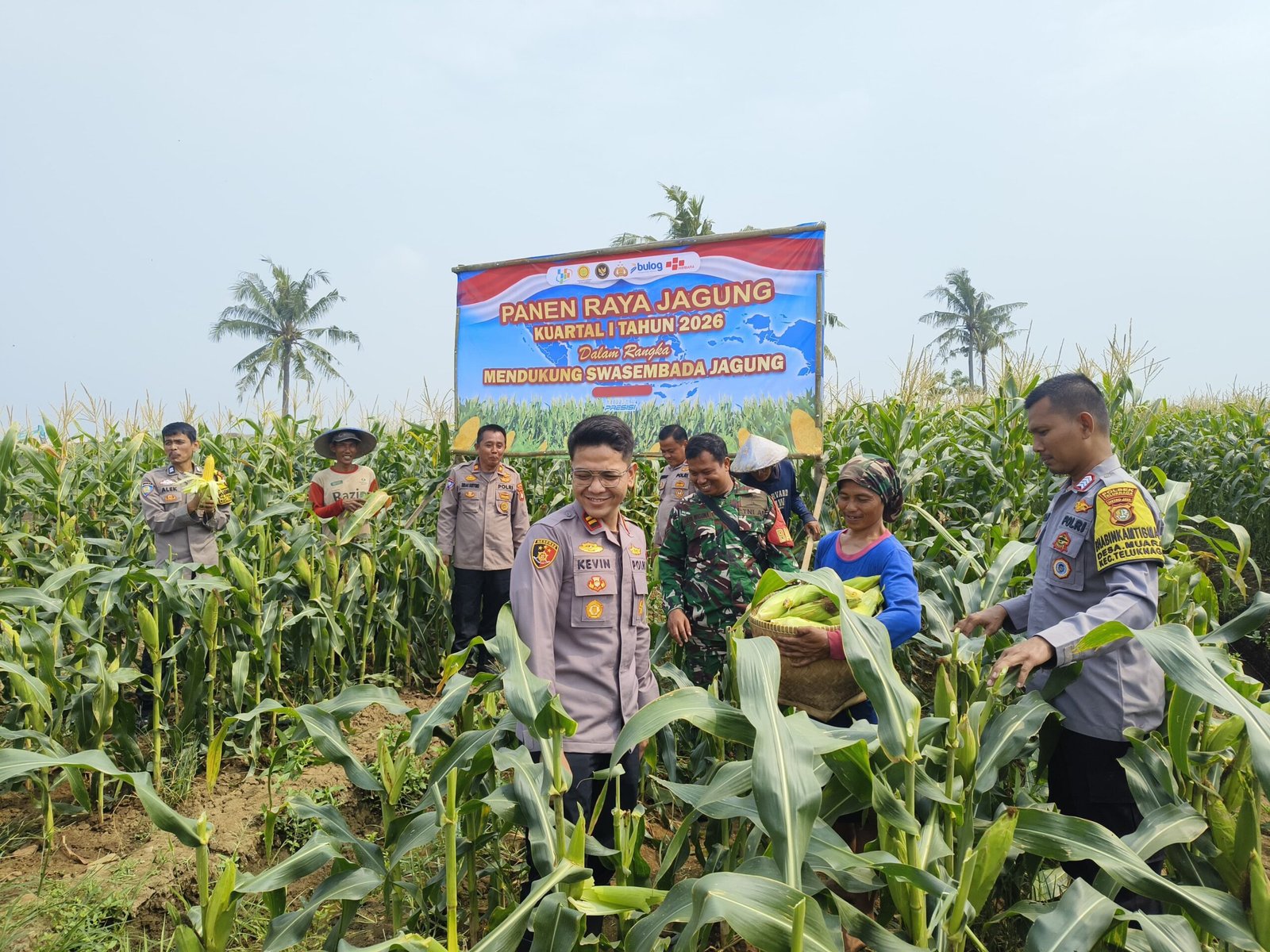 Polsek Teluknaga Panen Jagung Manis Dukung Pangan Nasional. - thewasesanews.com