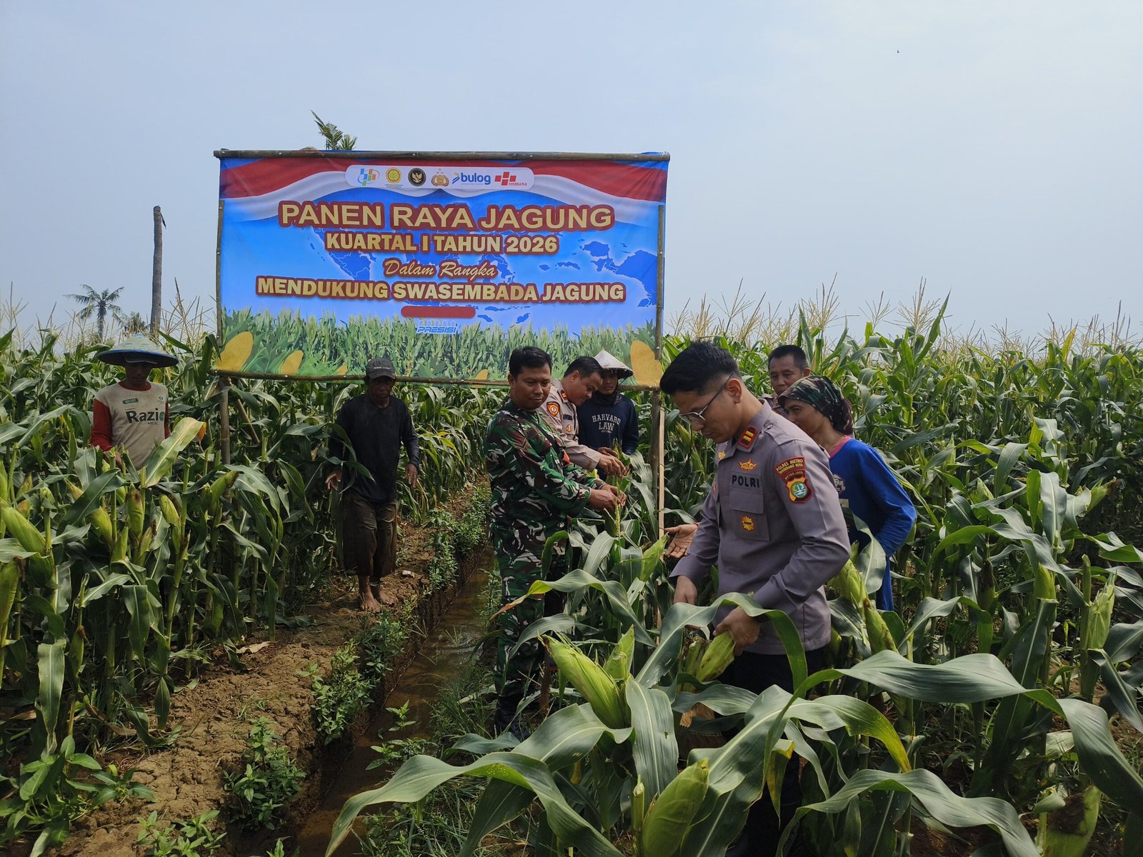 Polsek Teluknaga Panen Jagung Manis Dukung Pangan Nasional. - thewasesanews.com