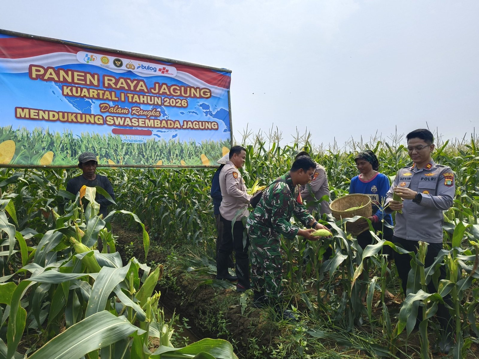 Polsek Teluknaga Panen Jagung Manis Dukung Pangan Nasional. - thewasesanews.com