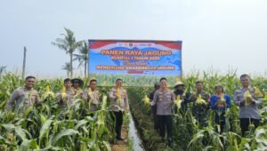 Polsek Teluknaga Panen Jagung Manis Dukung Pangan Nasional. - thewasesanews.com