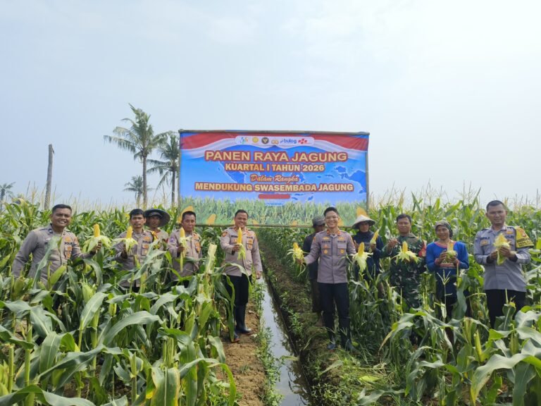 Polsek Teluknaga Panen Jagung Manis Dukung Pangan Nasional. - thewasesanews.com