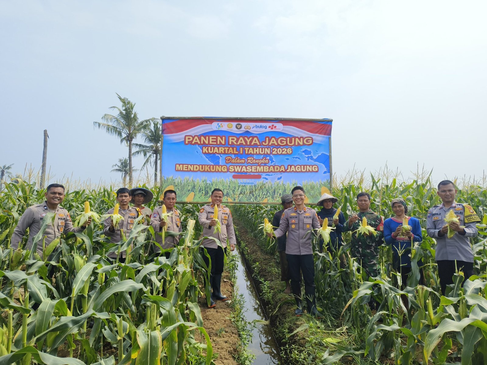 Polsek Teluknaga Panen Jagung Manis Dukung Pangan Nasional. - thewasesanews.com