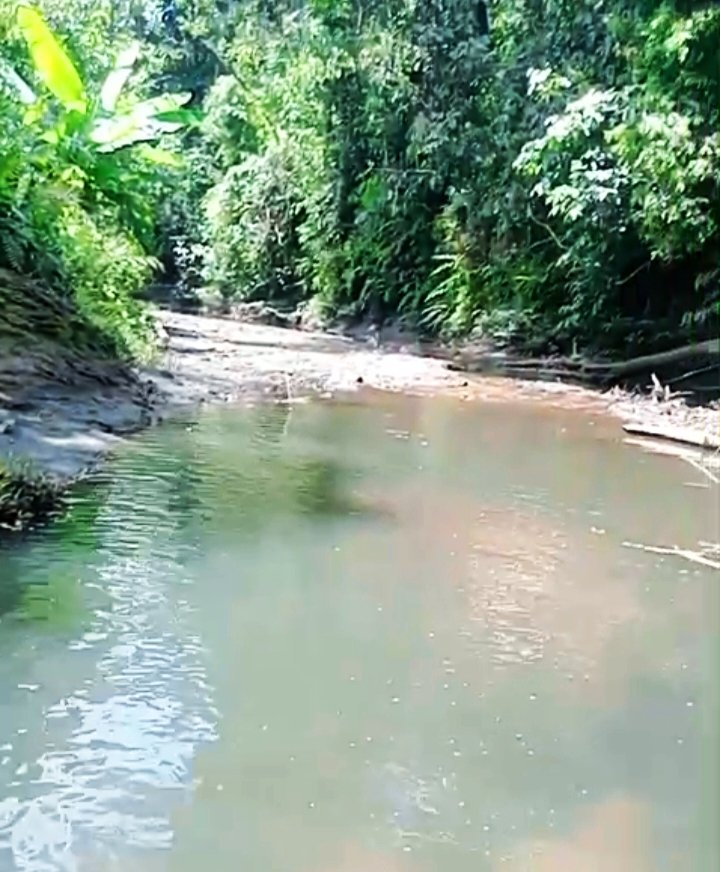 pt mutu diduga timbun anak sungai. - thewasesanews.com